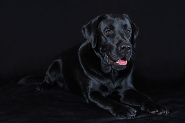 Beautiful young male dog labrador breed on black background