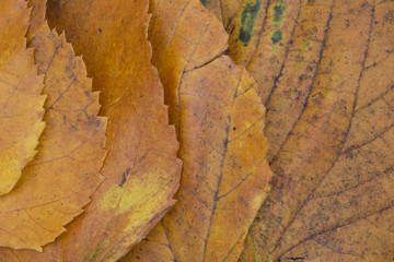 Fototapeta premium Linden brown leaf macro, flat lay, top view