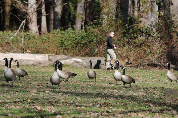 flockof geese on grass