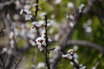 Biene fliegt auf Mandelbl&uuml;te