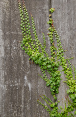 FASSADE EFEU VERWACHSEN HINTERGRUND