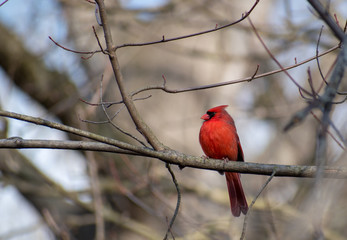 Cardinal on a Branch