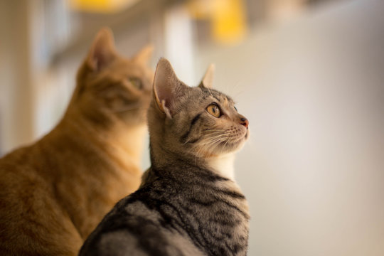 猫カフェの猫