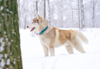 Siberian husky dog walks outdoors in the snow.