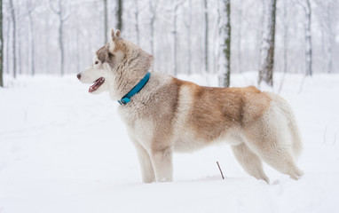 Siberian husky dog walks outdoors in the snow.