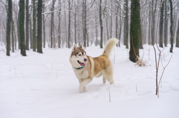 Siberian husky dog walks outdoors in the snow.