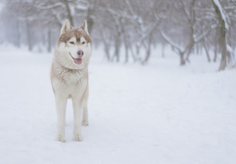 Siberian husky dog walks outdoors in the snow.