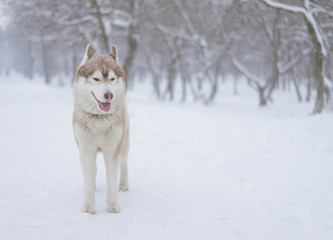 Siberian husky dog walks outdoors in the snow.