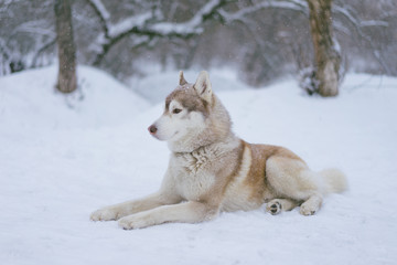 Siberian husky dog walks outdoors in the snow.