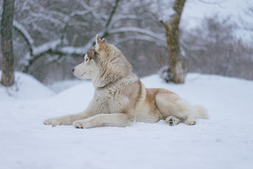 Siberian husky dog walks outdoors in the snow.
