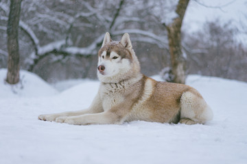 Siberian husky dog walks outdoors in the snow.