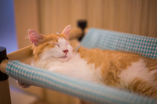 猫カフェの猫