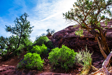 Fototapeta na wymiar Cathedral Rock in Sedona, Arizona