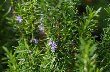 Fotografía de una planta de romero en el huerto de casa.