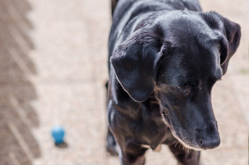 Fotografía de retrato de un perro en el jardín de casa.