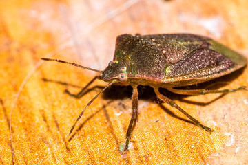 macro photo of Eurygaster integriceps
