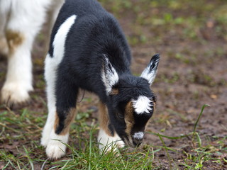 Ziegenbaby