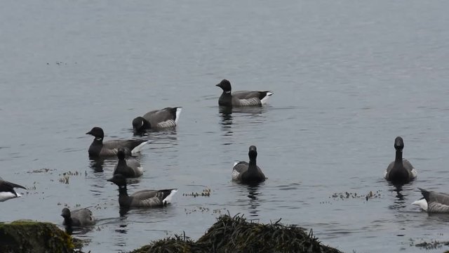 Familles d'oies cravant en migration en Bretagne