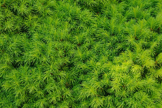 pine tree for background