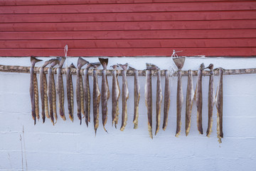 Cod stockfish hang to dry in cold winter air on wooden drying rack, Lofoten Islands, Norway 