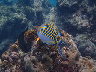 Fototapeta na wymiar Blaustreifen-Doktorfisch Malediven