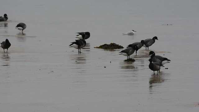Familles d'oies cravant en migration en Bretagne