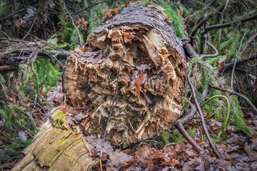 This is a broken wood 
