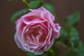 A pink rose close up 