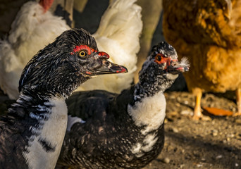 These are a few ducks portraits 
