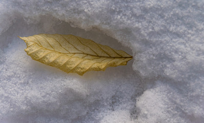 This is a little leaf on the snow 