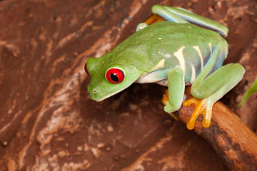 Red-eyed tree frog looking down