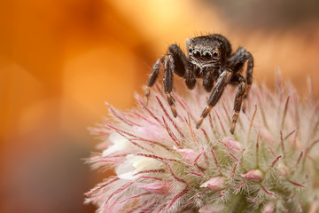 Jumping spider on fluffy plant 