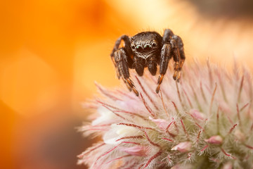 Jumping spider on fluffy plant 