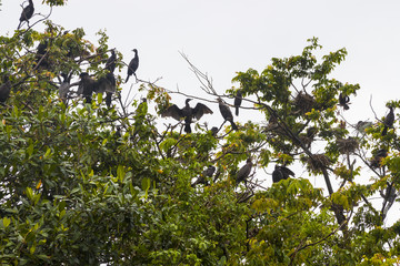 Cormorants on the tree in the mangroves of Guatemala