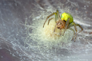 Araniella cucurbitina in the cobweb 