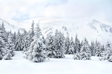 Winter landscape of mountains with of fir forest and glade in snow. Carpathian mountains. Ukraine