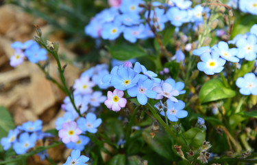 Myosotis or forget me not in the garden
