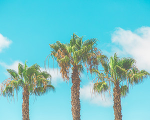 Fototapeta premium Vibrant Palm Trees