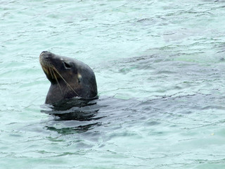 Fototapeta premium Seal - Rockingham 