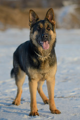 German Shepherd on a walk on a sunny winter day