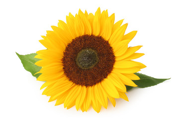 Obraz premium Beautiful sunflower (Helianthus annuus, Asteraceae) isolated on white background, inclusive clipping path without shade.
