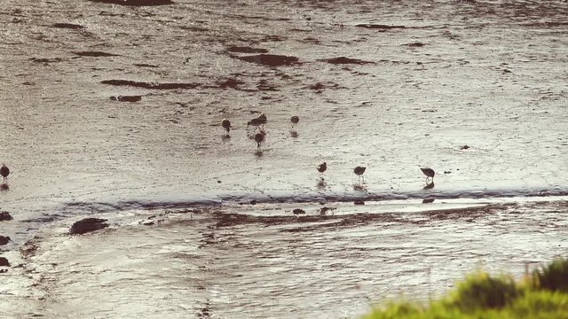A group of snipe partly silhouetted foraging on a beach with bright reflected sunlight.