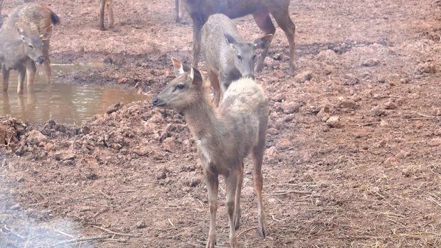 Sambar Deer or Rusa unicolor sleeping on ground on mountain. All deer are ruminant mammals forming the family Cervidae. Sambar sometimes used to refer to the Philippine deer