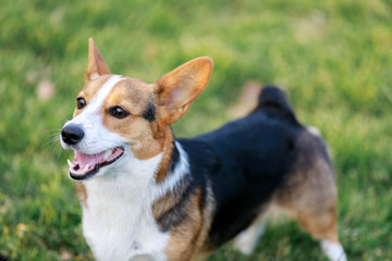 Pembroke Welsh Corgi in the dog park. Adult Male Corgi portrait.