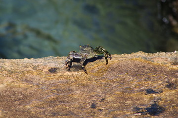Crab on a rock