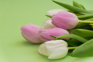 Fototapeta premium Spring flowers tulips on a green background. Composition. Spring mood. Background