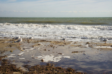Seagulls on the coast of Black sea