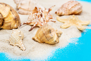 Fototapeta na wymiar Sand with seashells on blue background.