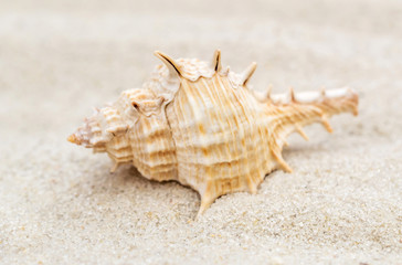 Fototapeta na wymiar Seashell on the sand. Close up.