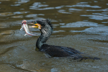 Portrait of an adult great cormorant with a fish in its beak, The Netherlands